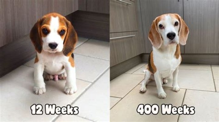 Louie The Beagle video statistics